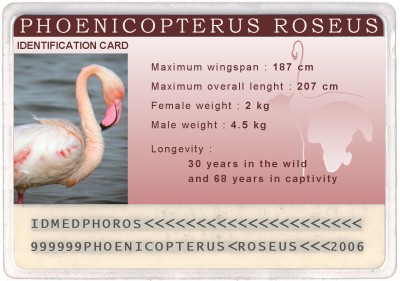 identification card