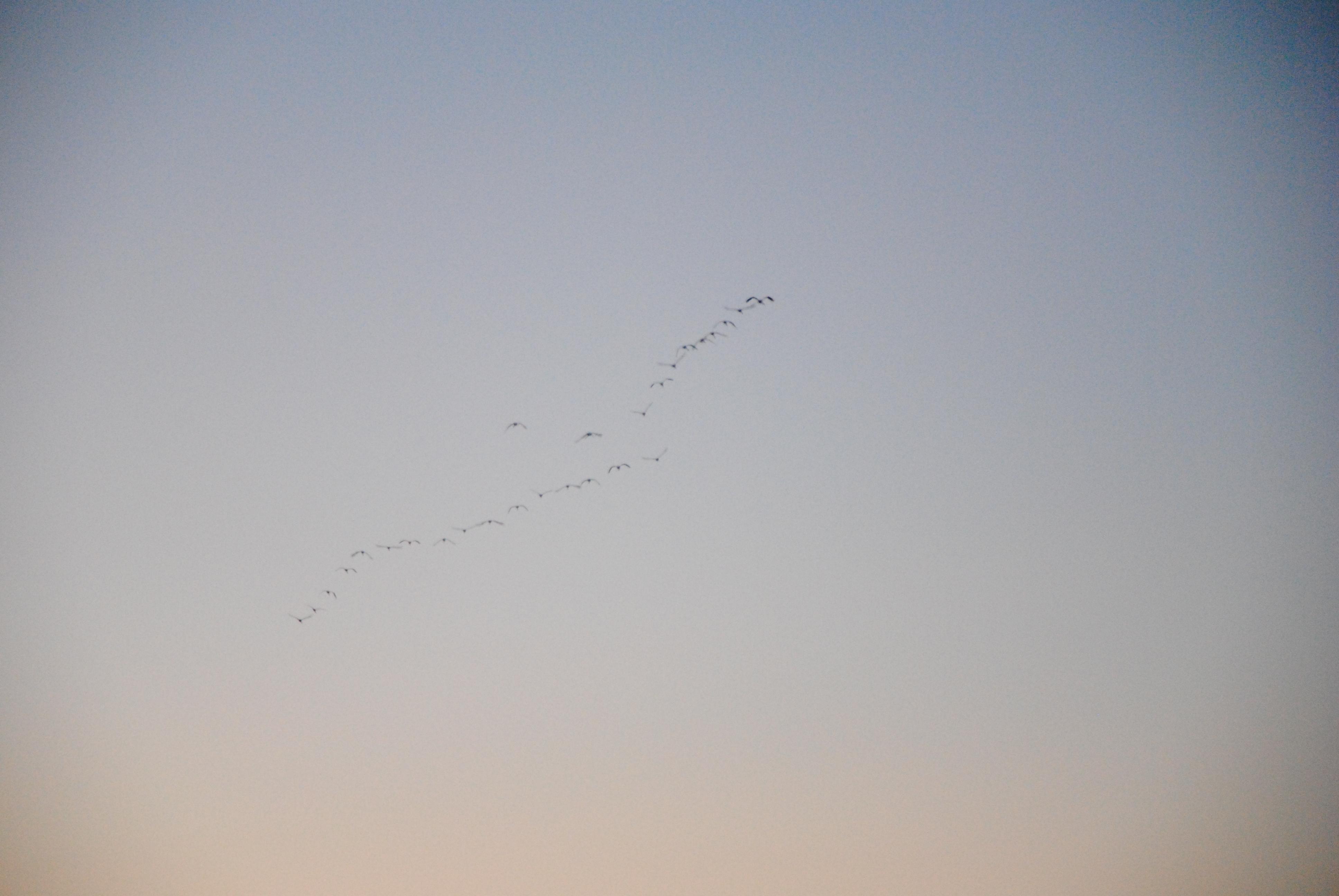 1008040613JPNDSC_0271.jpg