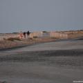 08/08/2012 12:02 - ©2012, Marjorie Mercier, Parc Naturel Régional de Camargue / Tour du Valat 1208081202MM0009.jpg