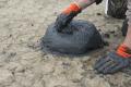 03/12/2015 12:51 - ©2015, Jean E. Roché / Tour du Valat - Private Use Only 151203125122Moulages-nids-flamants-107.jpg