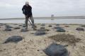 03/12/2015 12:57 - ©2015, Jean E. Roché / Tour du Valat - Private Use Only 151203125741Moulages-nids-flamants-129.jpg