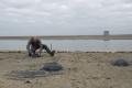 03/12/2015 13:07 - ©2015, Jean E. Roché / Tour du Valat - Private Use Only 151203130732Moulages-nids-flamants-117.jpg